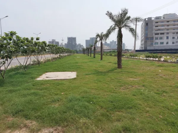 Palm trees planted in green belt at Sec- 90